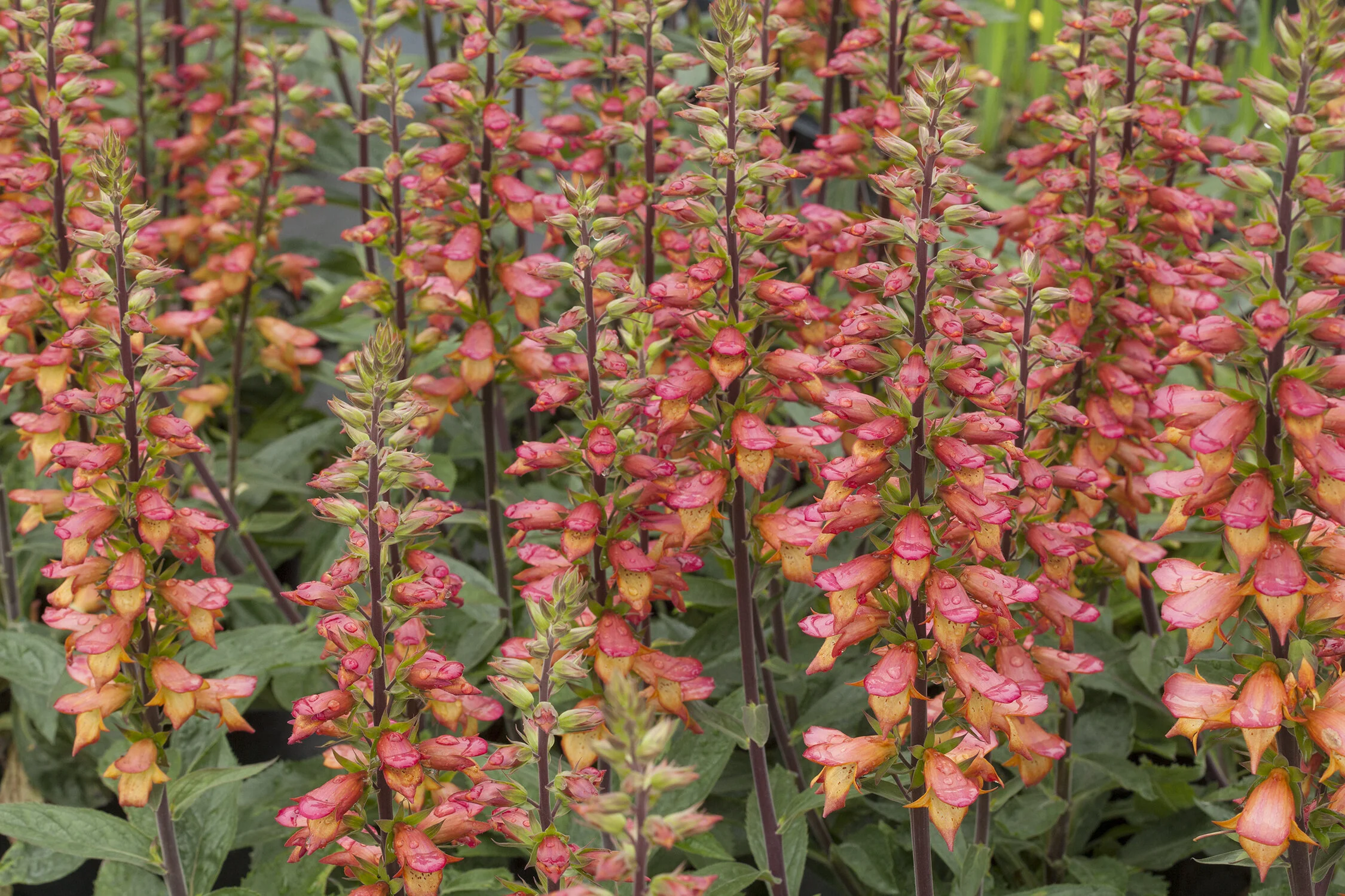 Digitalis Firebird — Green Trade Horticulture