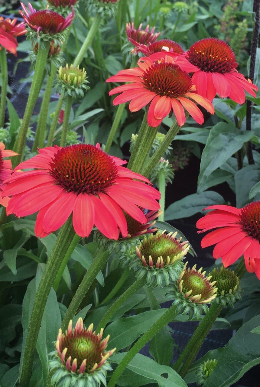 Specialitet flydende fly Echinacea SunSeekers 'Coral' — Green Trade Horticulture