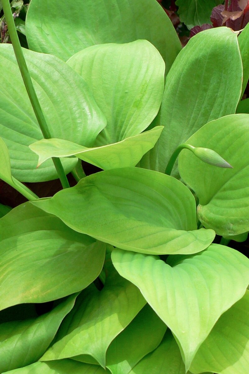 Hosta_SumSubstance_copy.jpg