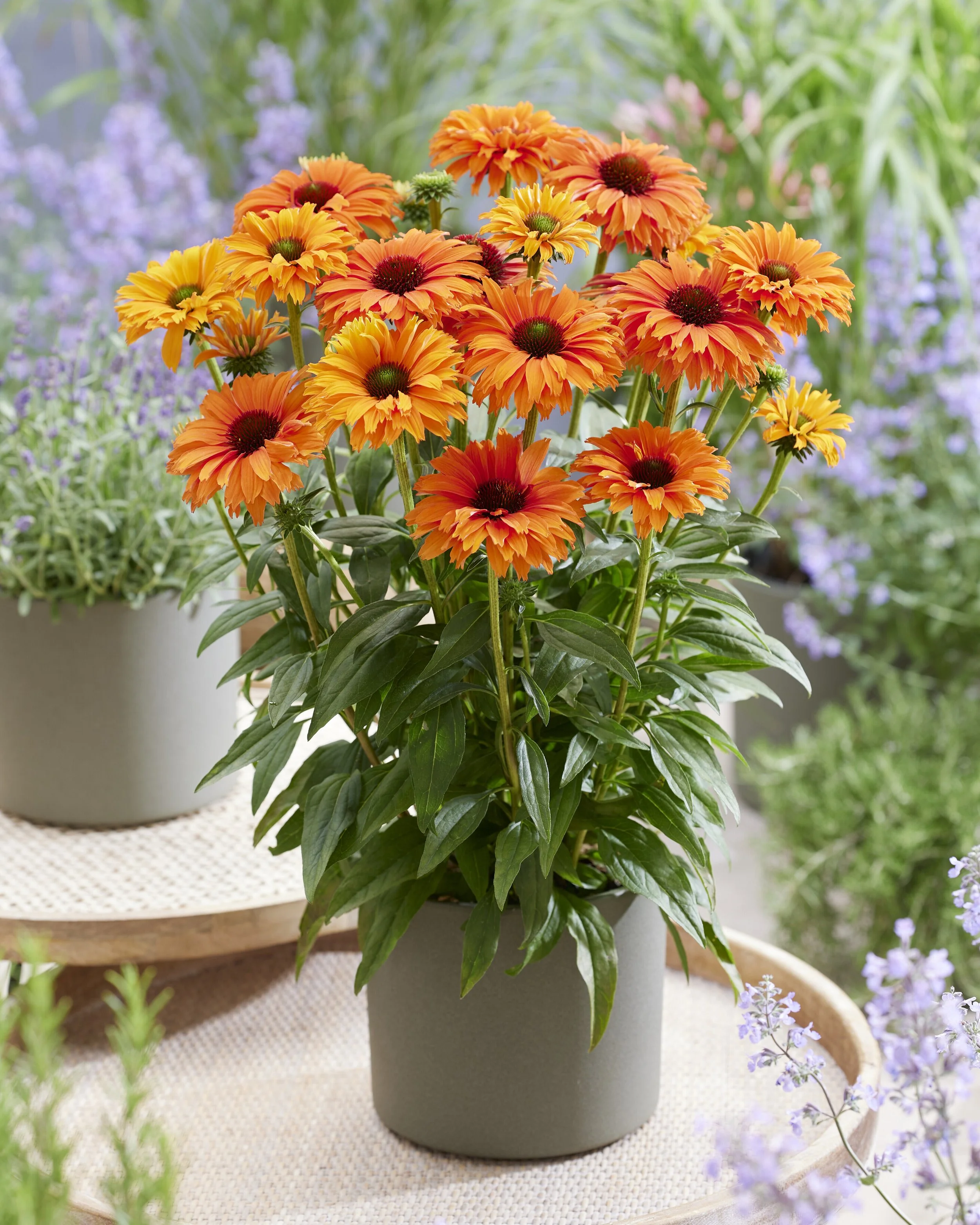 Echinacea SunSeekers Mineola patio.jpg