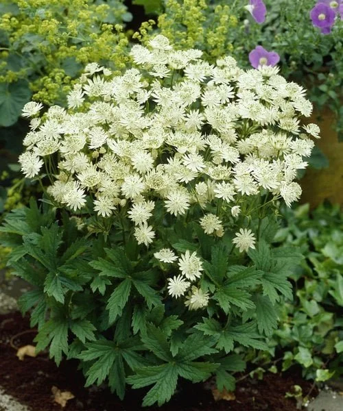 astrantia-snow-star.jpg