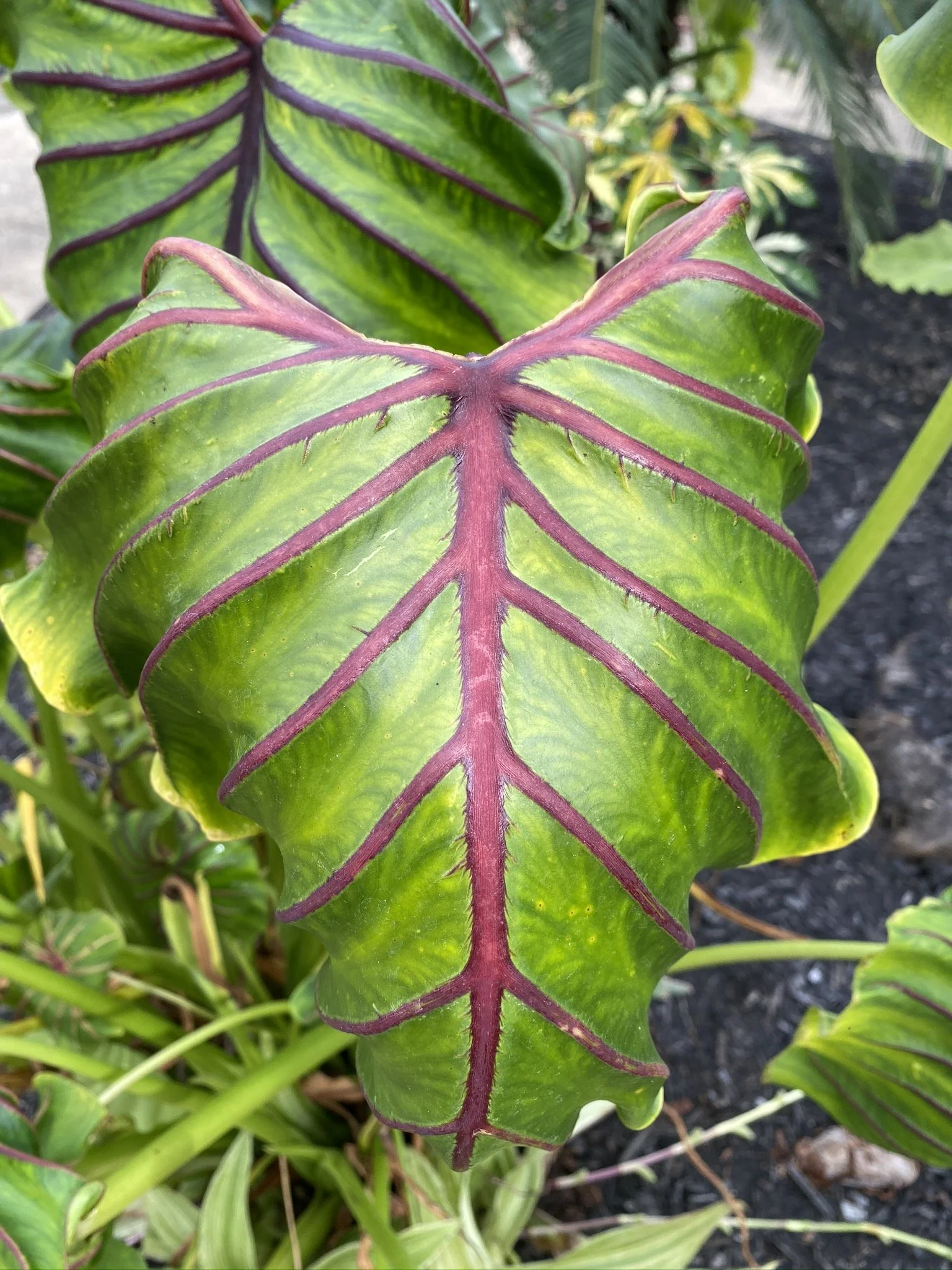 Colocasia Pharaoh's Mask Red