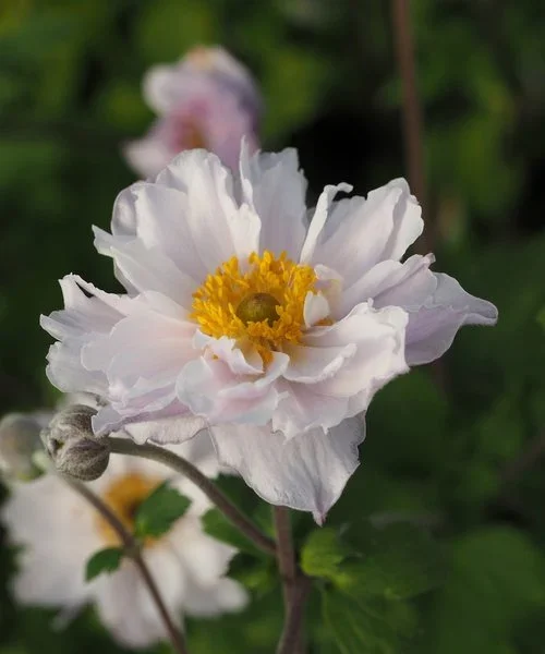 anemone-frilly-knickers.webp