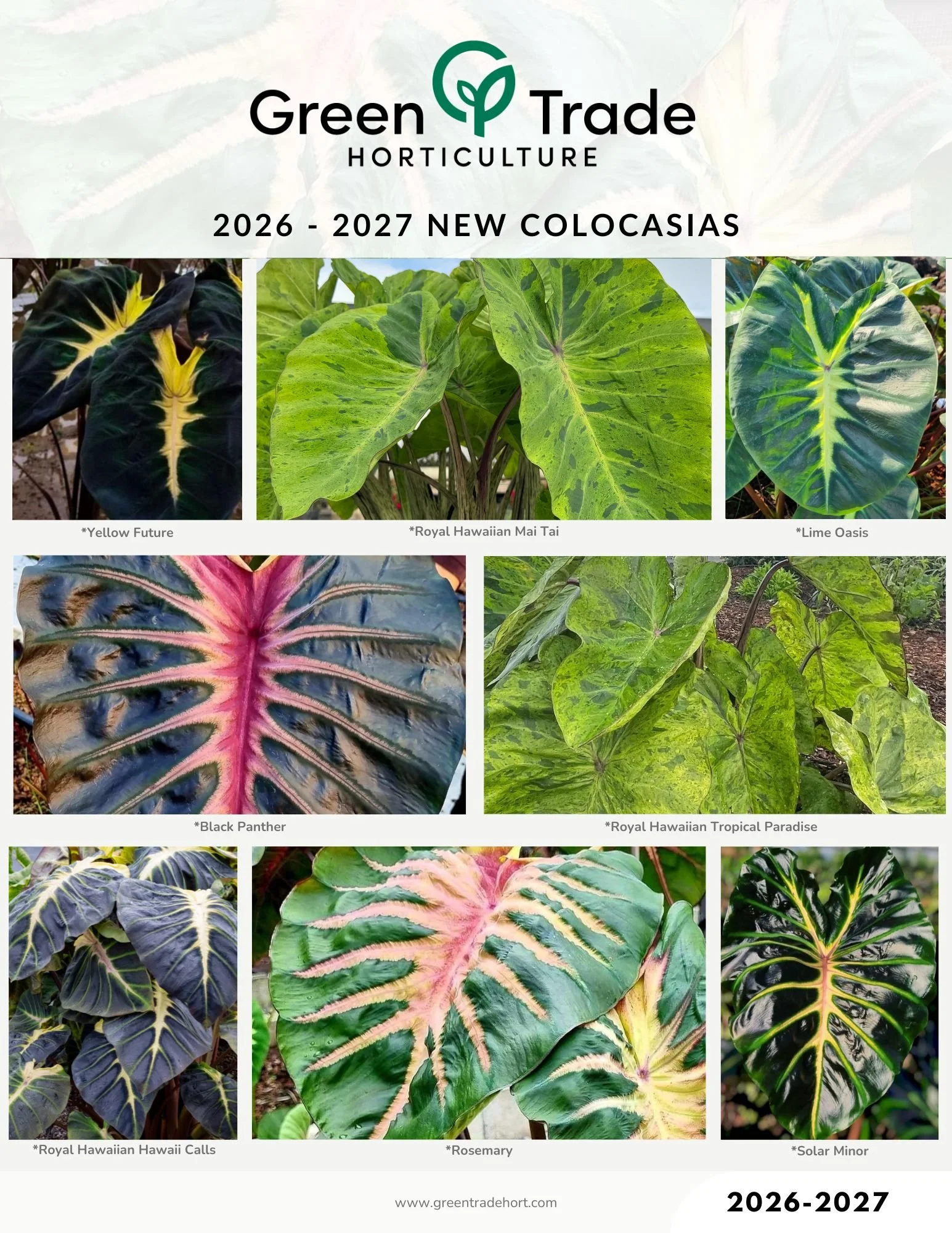 2026-2027 Colocasias Page 1.jpg