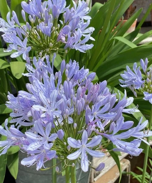 Agapanthus Crystal Blue