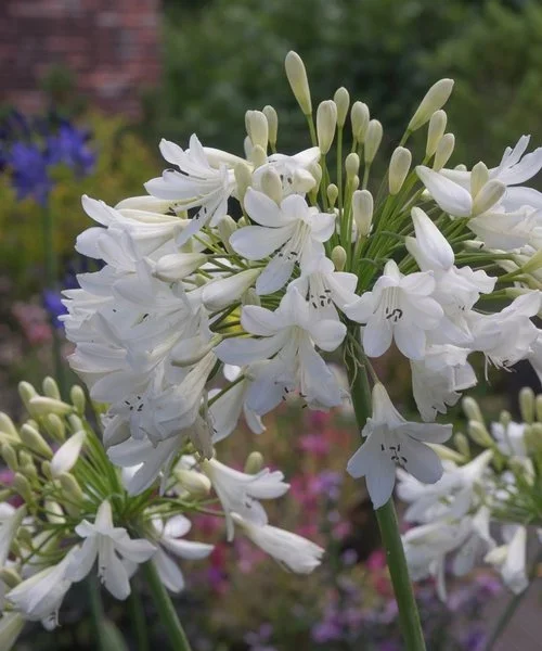 agapanthus-arctic-star.webp