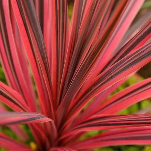 Cordyline Salsa