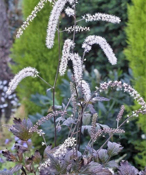 actaea-queen-of-sheba.jpg