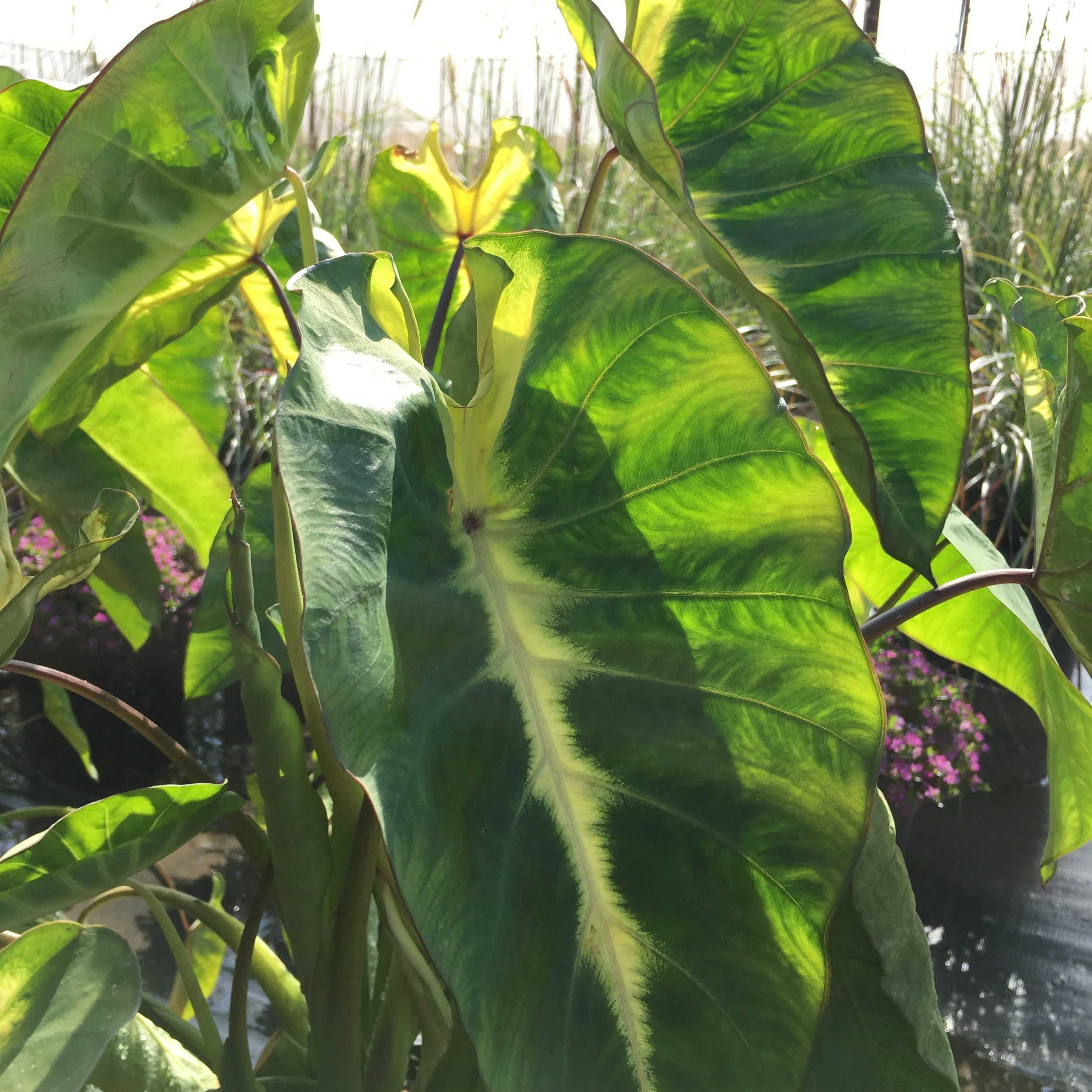 Colocasia Royal Hawaiian Maui Sunrise (1).jpg