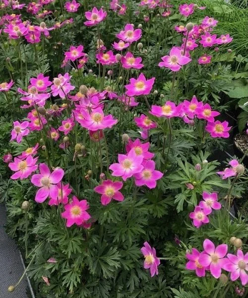 anemone-spring-beauty-pink.jpg