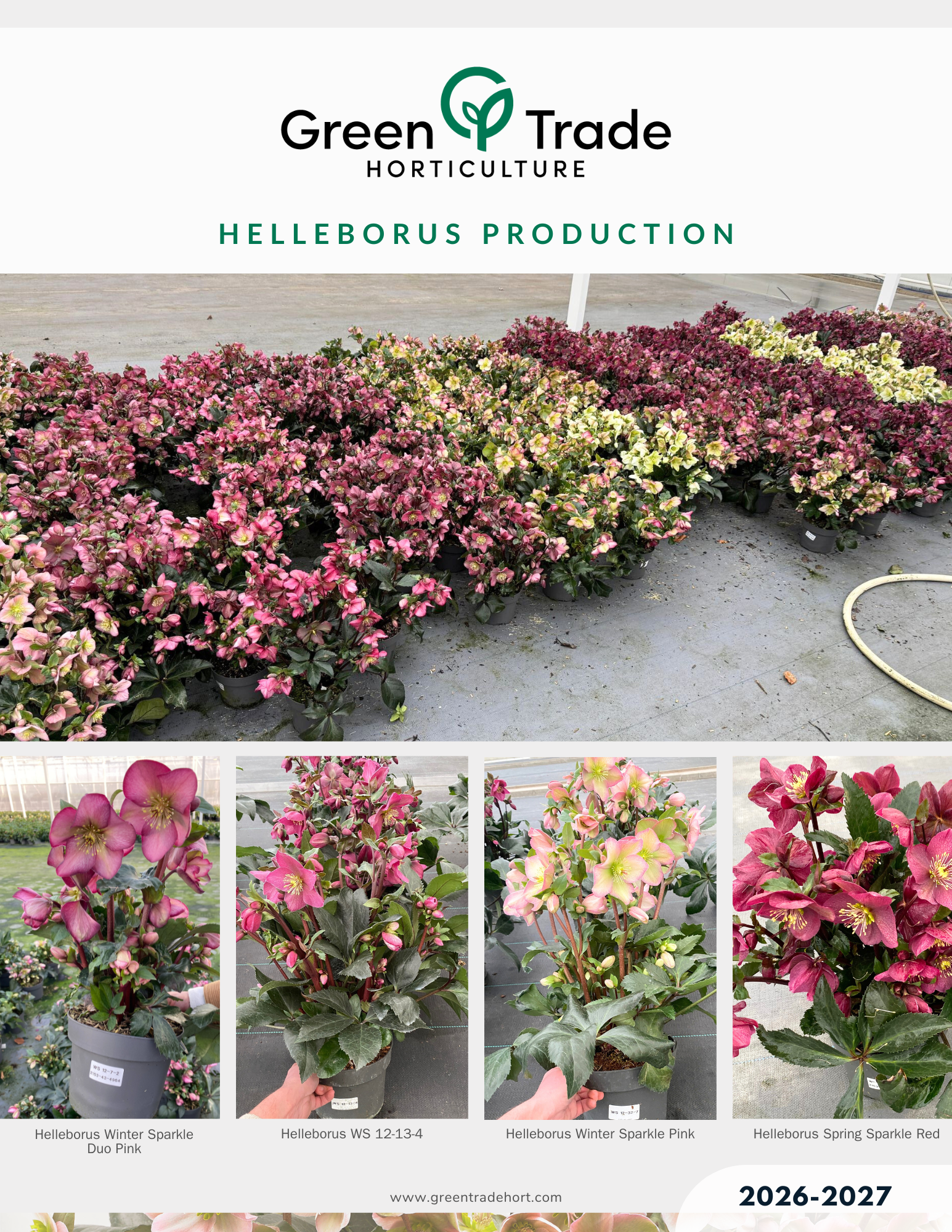 Helleborus Sparkle 2026 -2027 Flyer (4).png