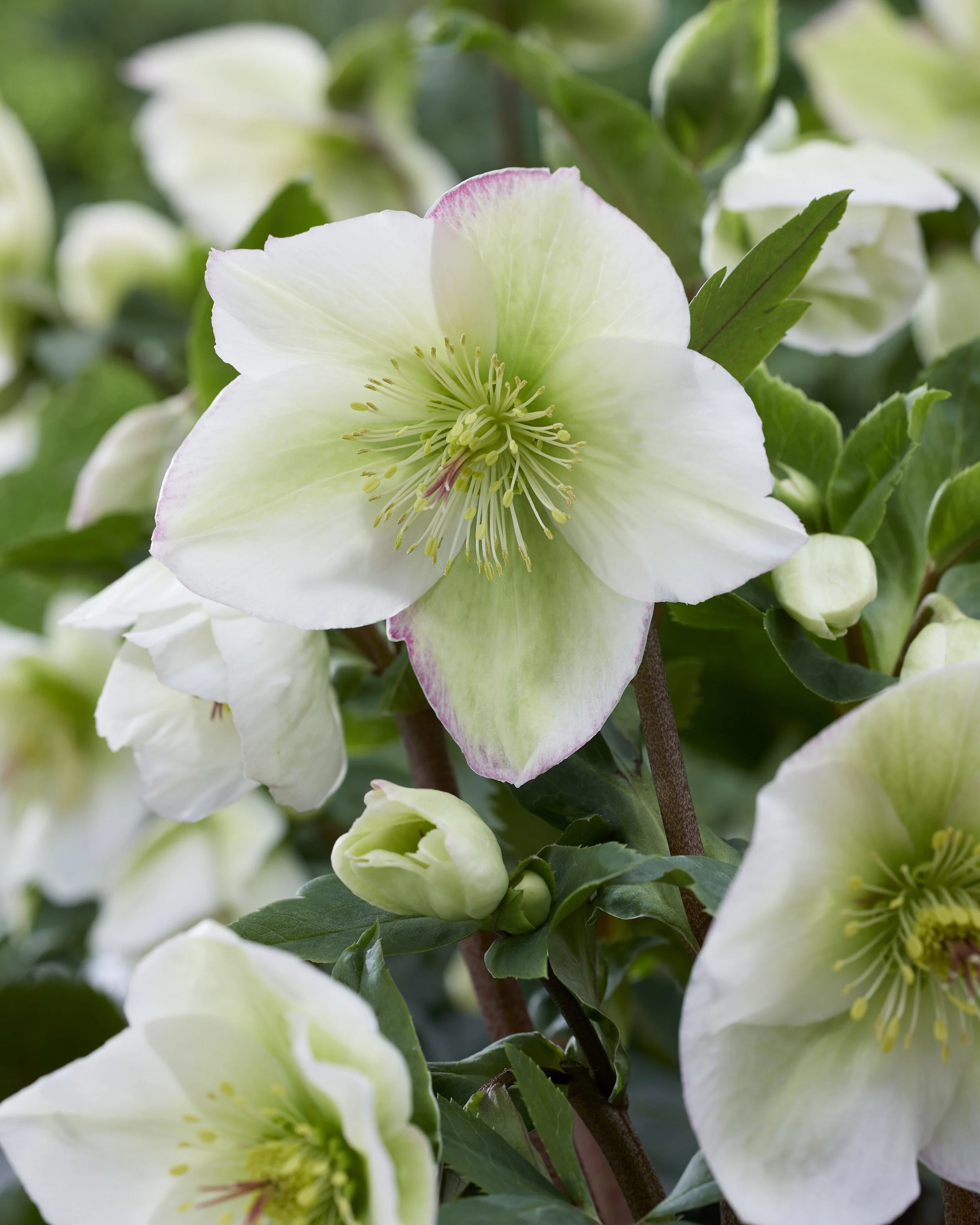 Helleborus Winter Sparkle White Blush