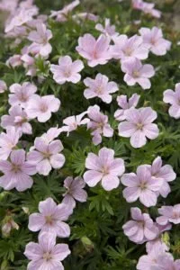 Geranium Pink Pouffe Photo.jpg