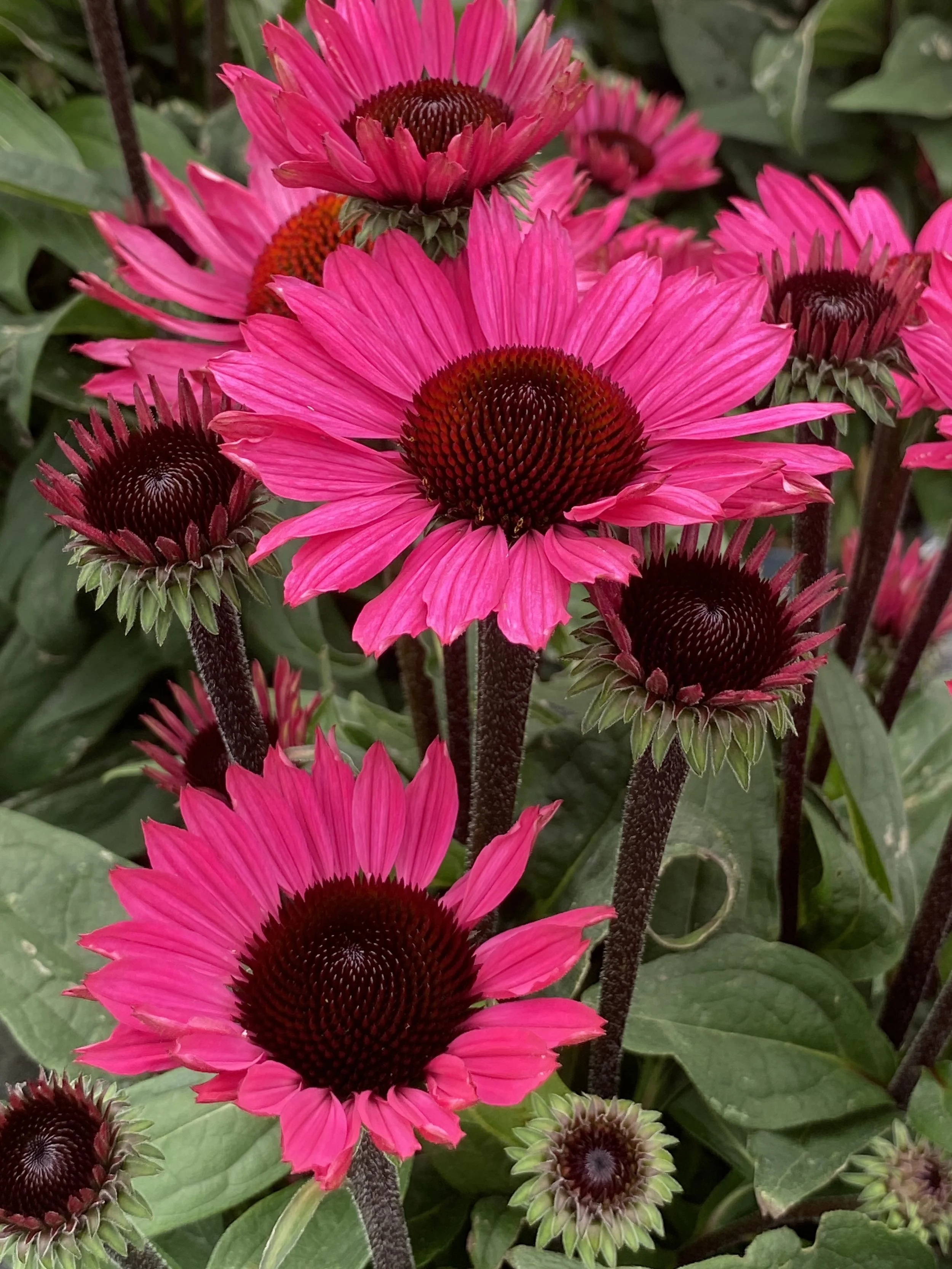 Echinacea SunSeekers Purple Towers cu.jpg