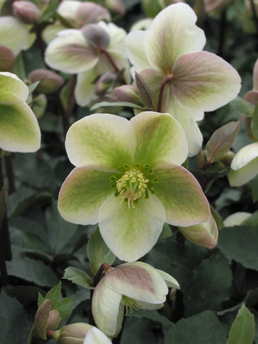Helleborus-Ivory-Prince-001.jpg