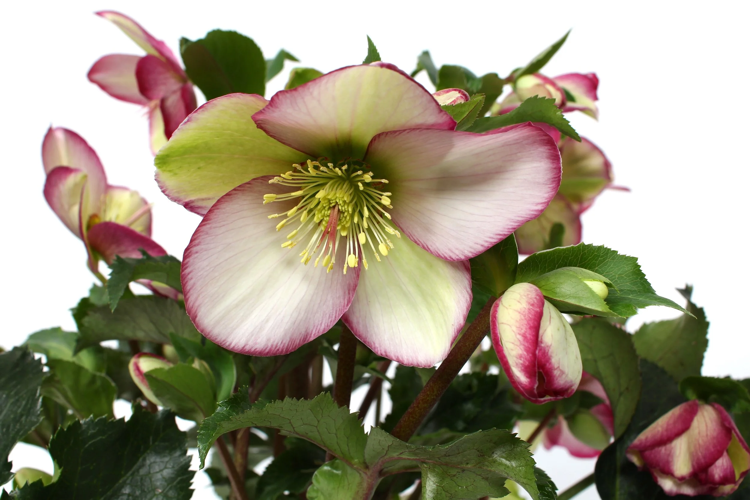 Helleborus Winter Sparkle Early Picotee close up.jpg