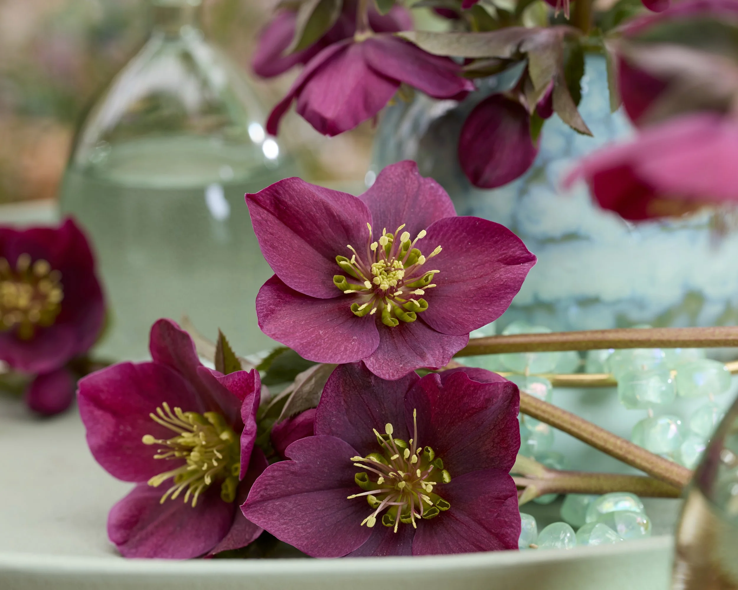 Helleborus Spring Sparkle Red flowers1.jpg