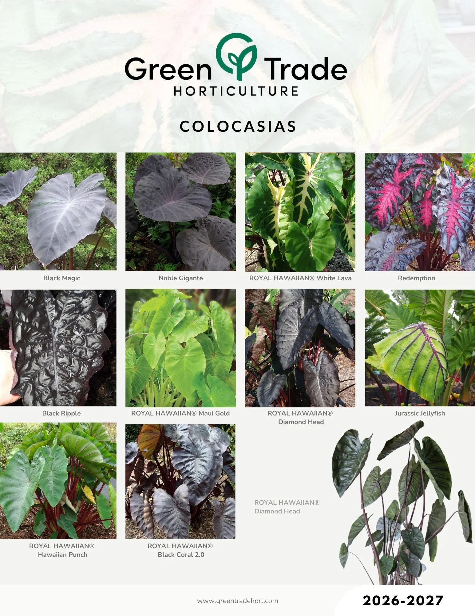 Colocasia page 2.jpg