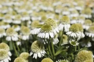 Echinacea Delicious Nougat Photo.jpg