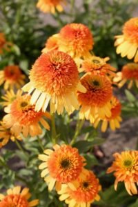Echinacea Rhymes With Orange Photo.jpg