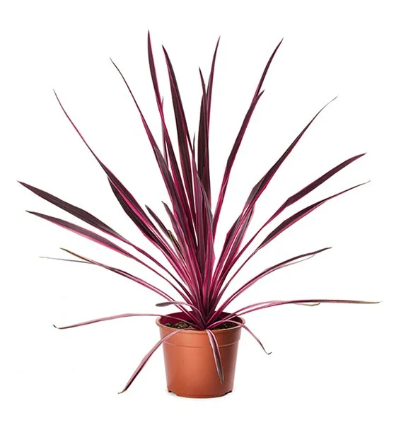 Cordyline Pink Passion White Background.jpg