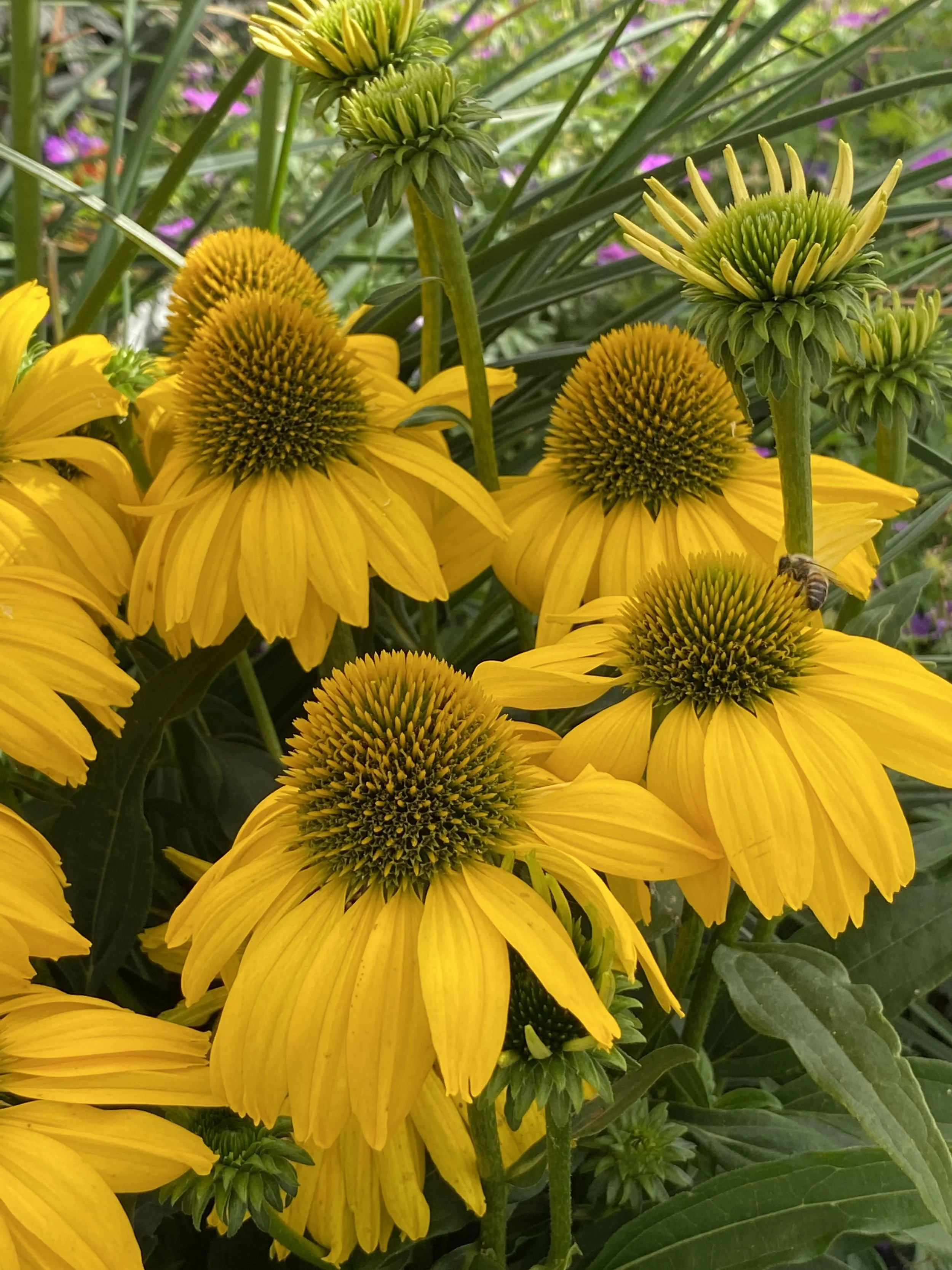 Echinacea SunSeekers Citrus cu.jpg