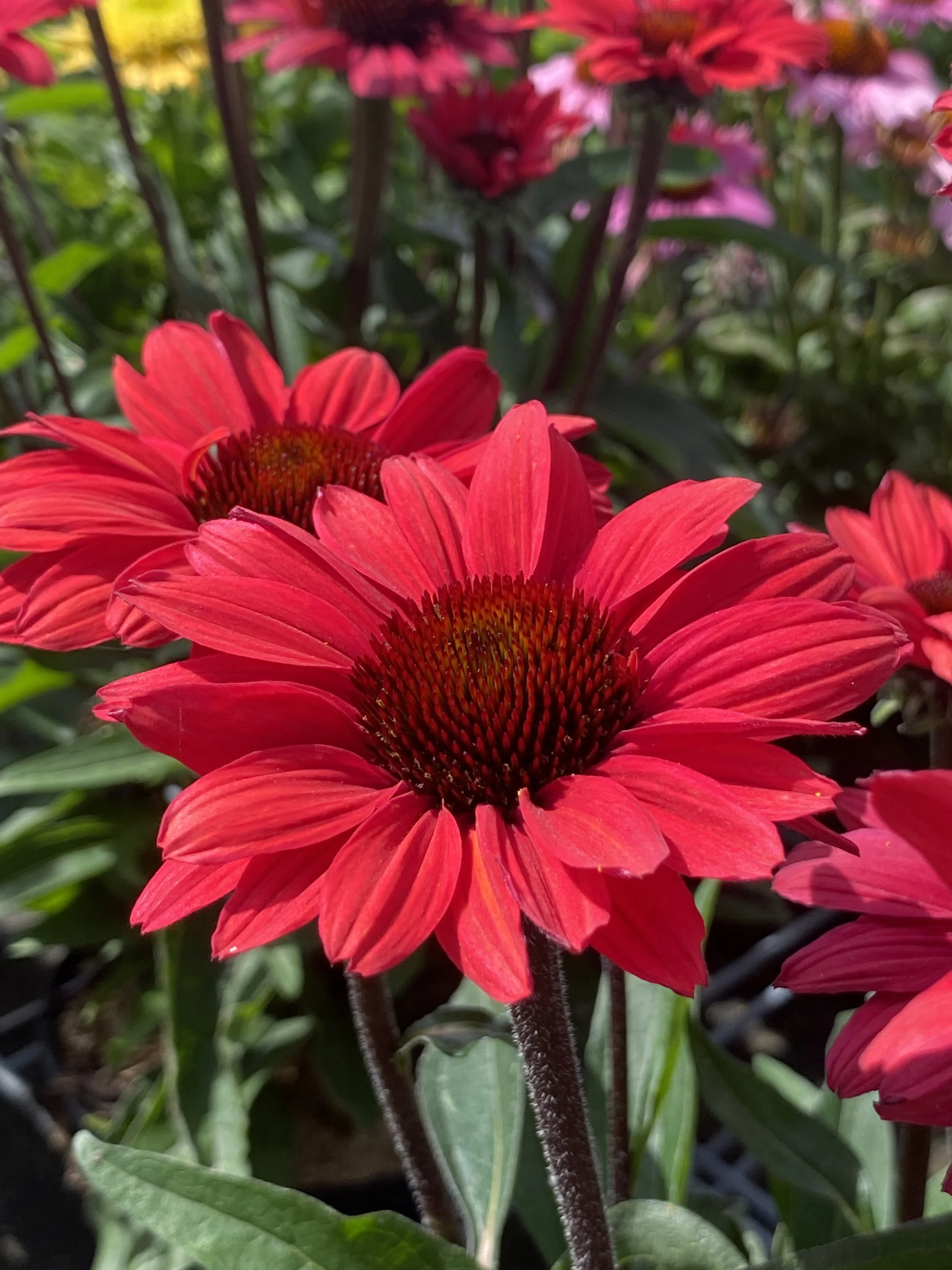 Echinacea SunSeekers Scarlet cu1.jpg