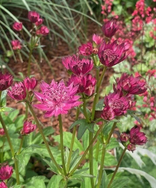 astrantia-capri.jpg