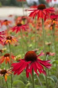 Echinacea Hot Summer Photo.jpg