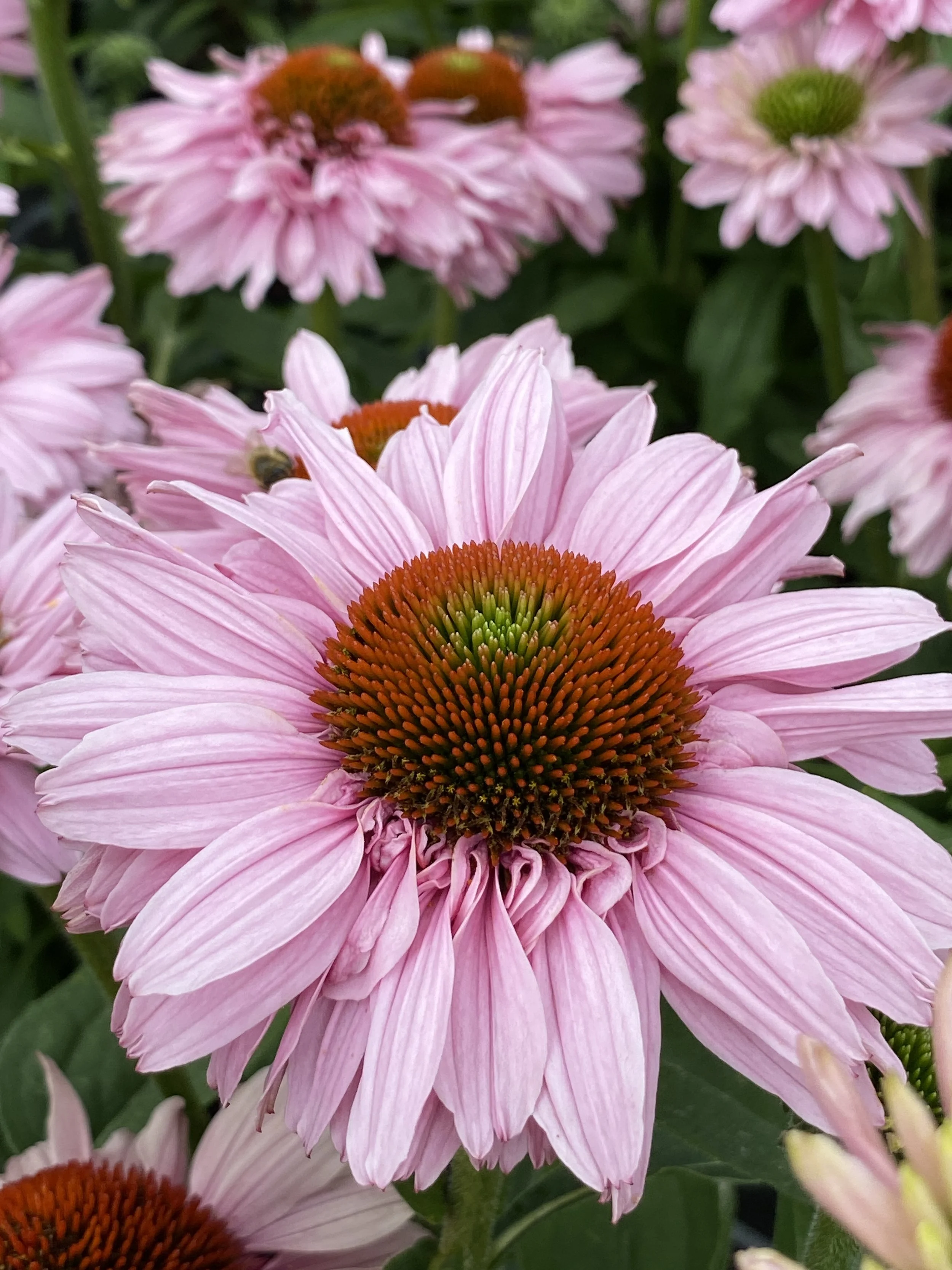 Echinacea SunSeekers Blush cu2.JPG