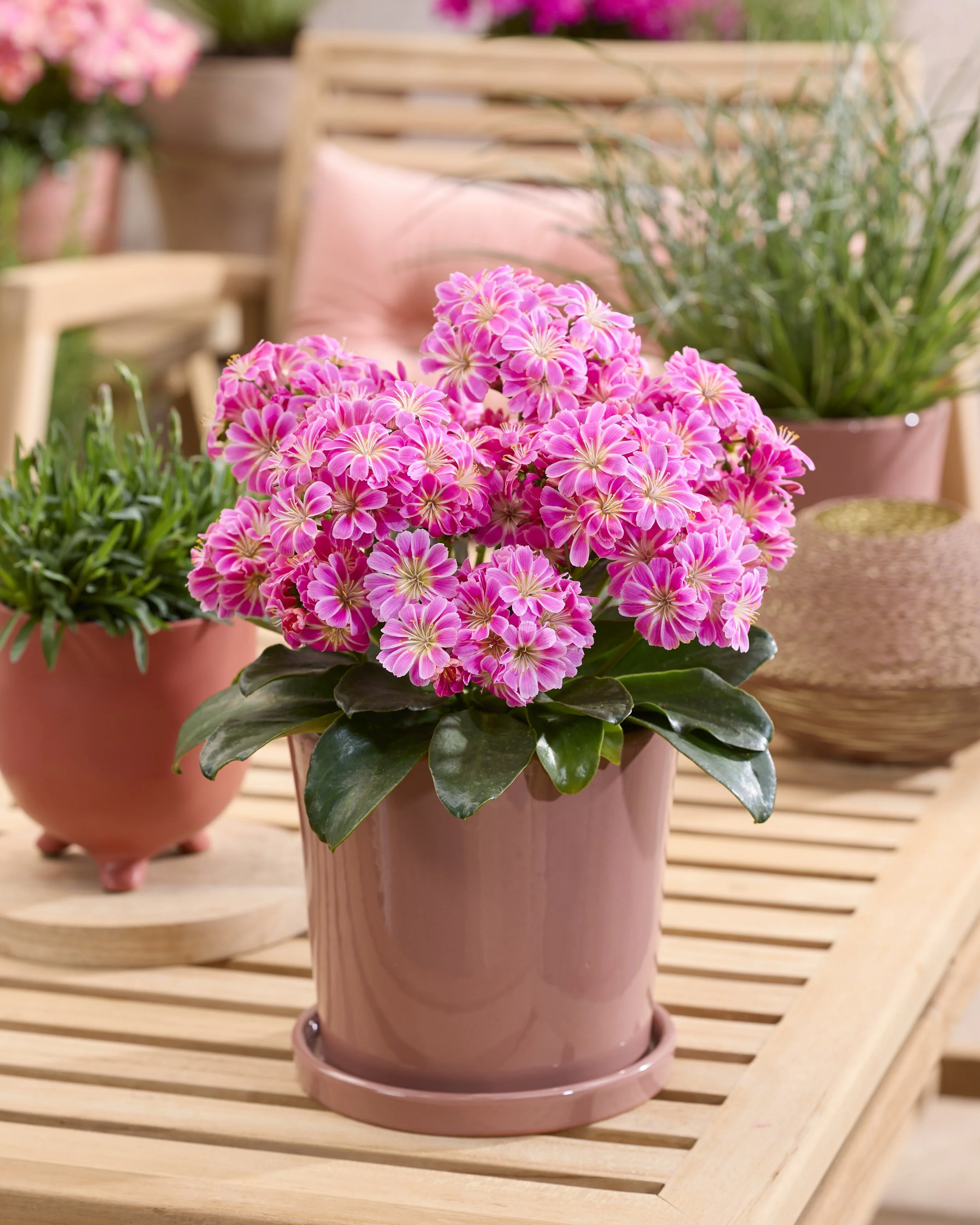 Lewisia Safira Tropic Pink 1 (1).jpg