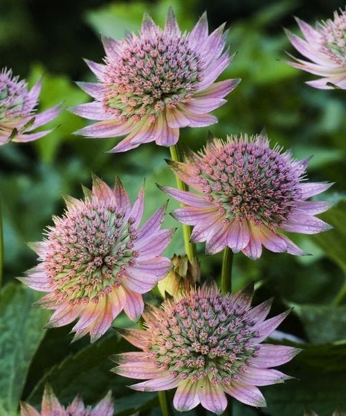 astrantia-florence.jpg