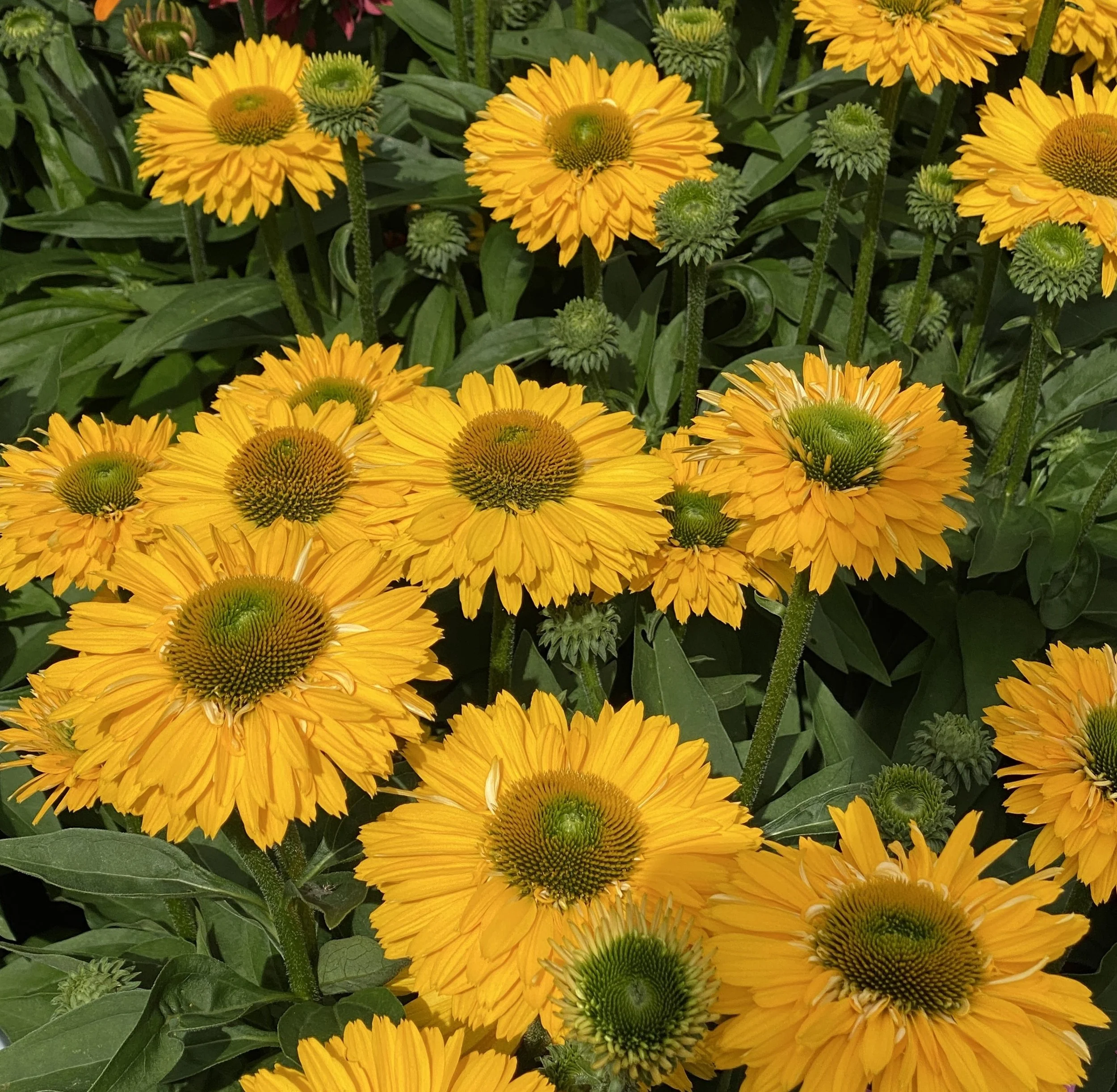 Echinacea SunSeekers Golden Sun fp.jpg