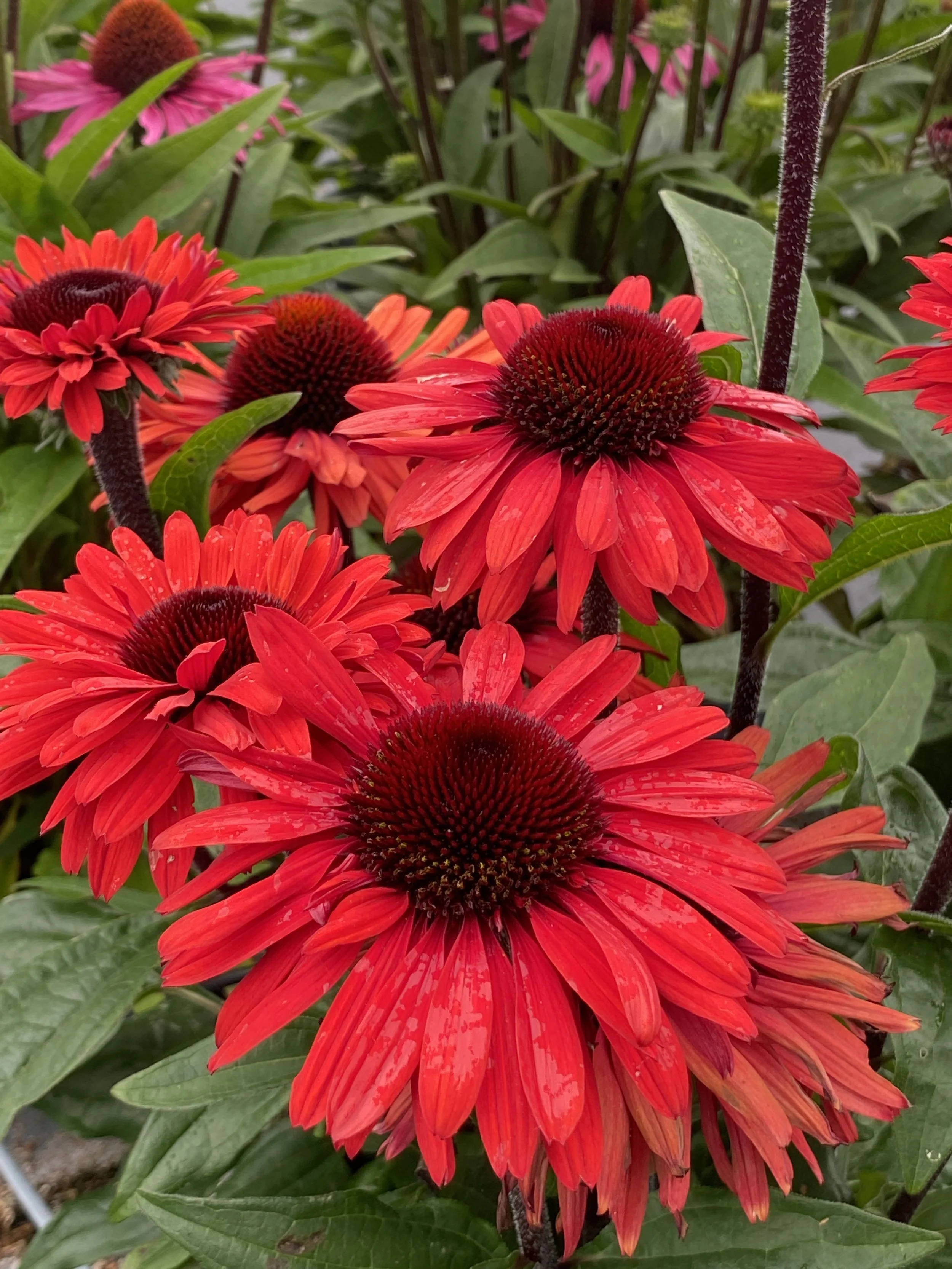 Echinacea SunSeekers Racing Red Improved Close Up 2.jpg