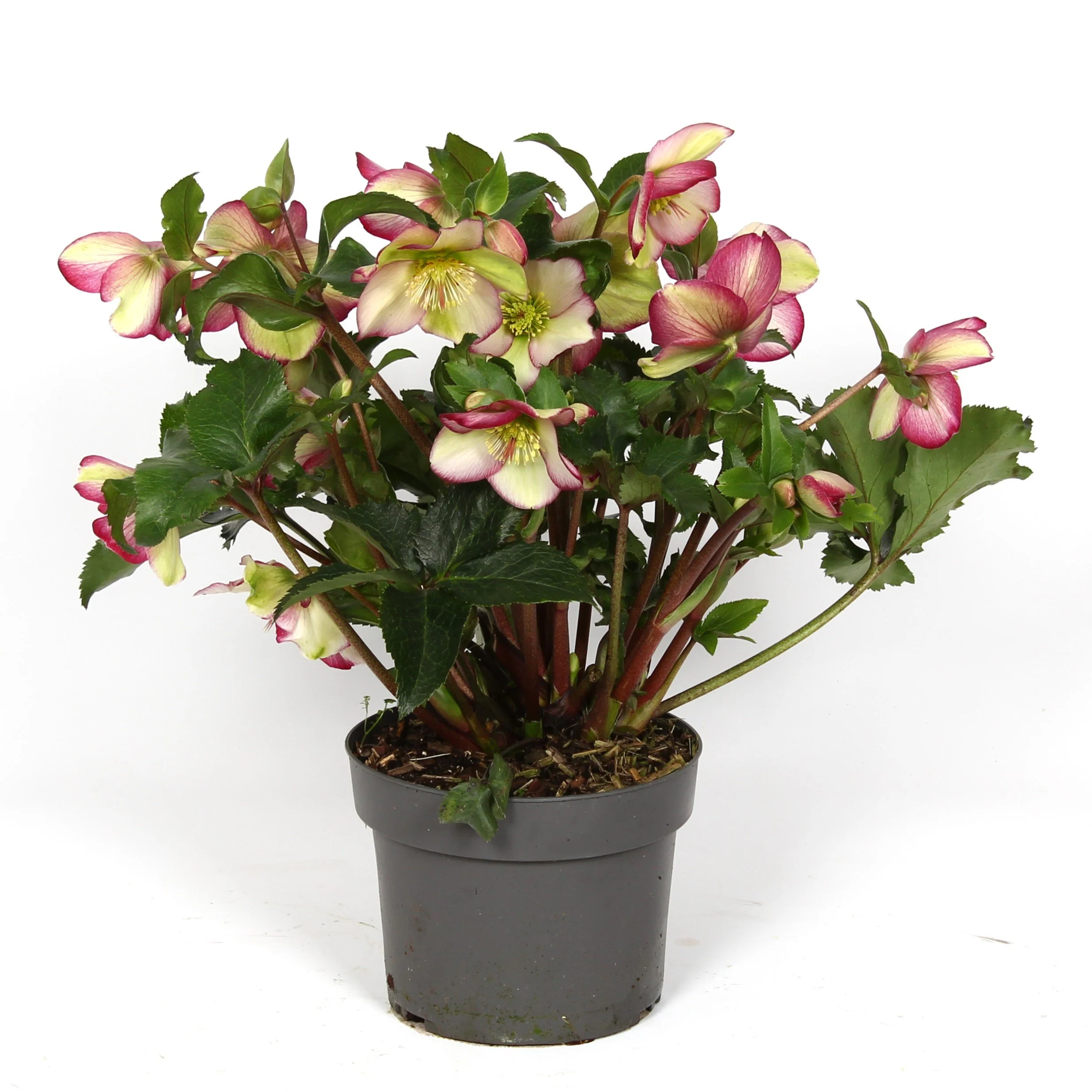 Helleborus Winter Sparkle Early Picotee