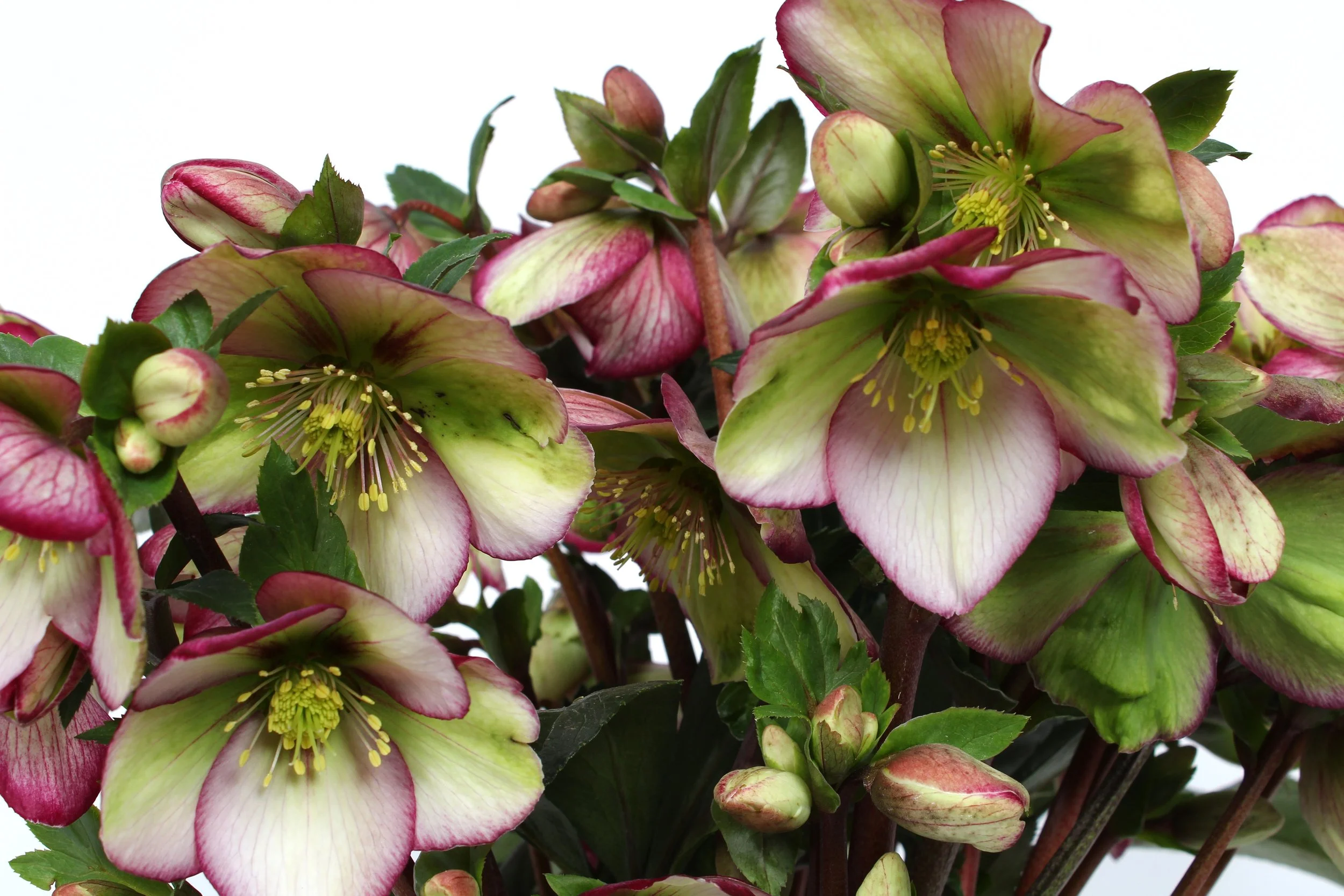 Helleborus Winter Sparkle Picotee Close Up.jpg