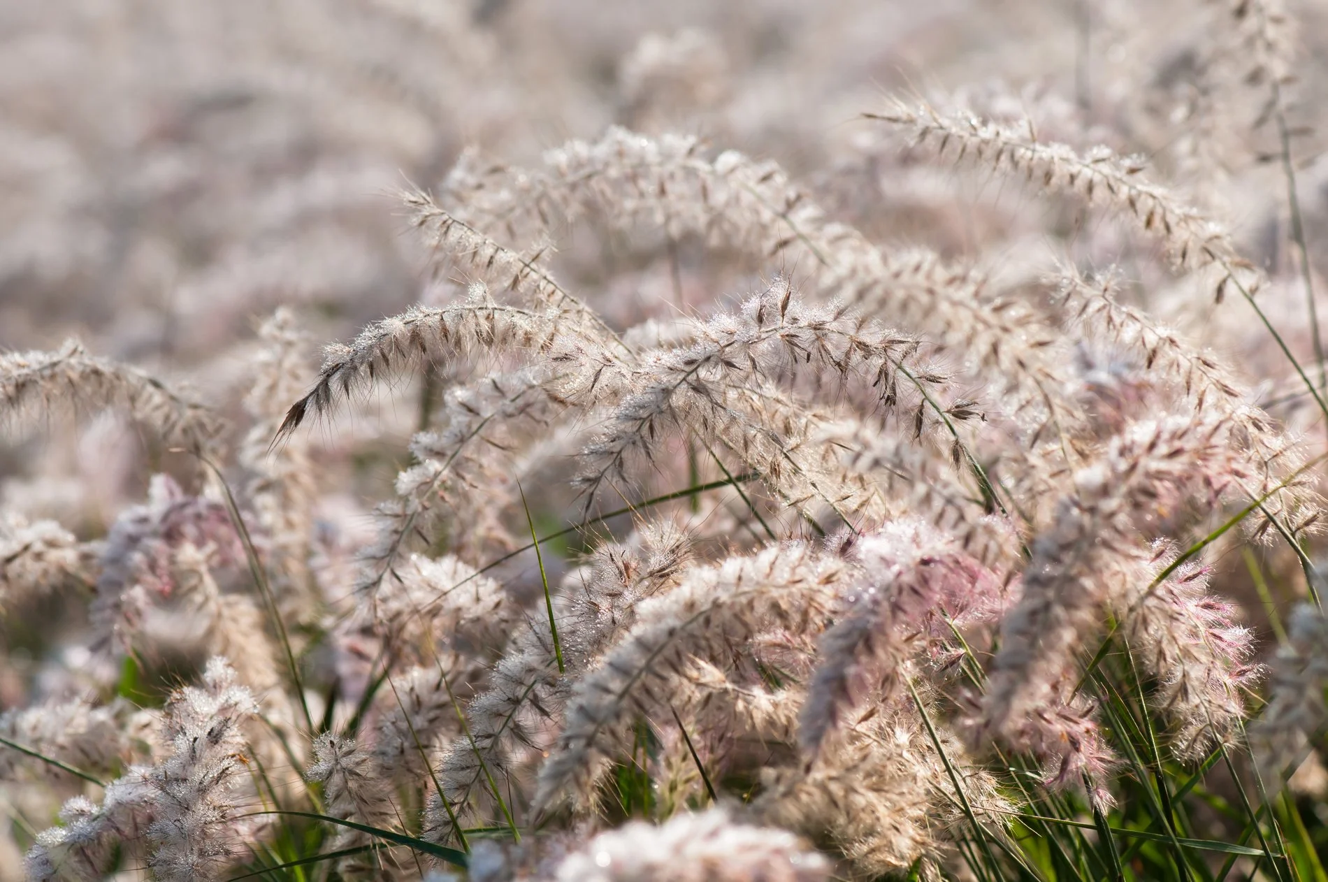 Pennisetum JS Dance with Me cu.jpg