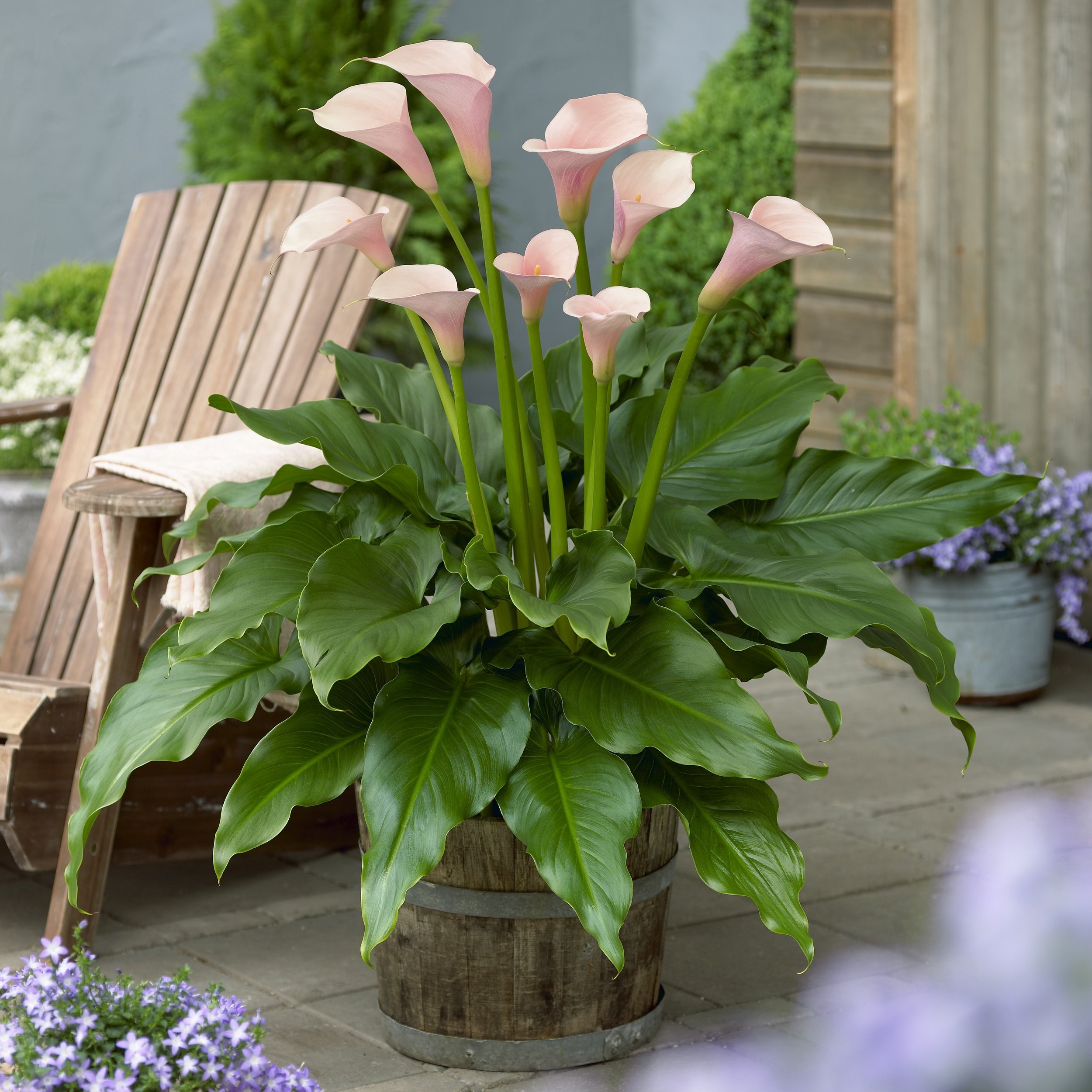 Zantedeschia Flamingo