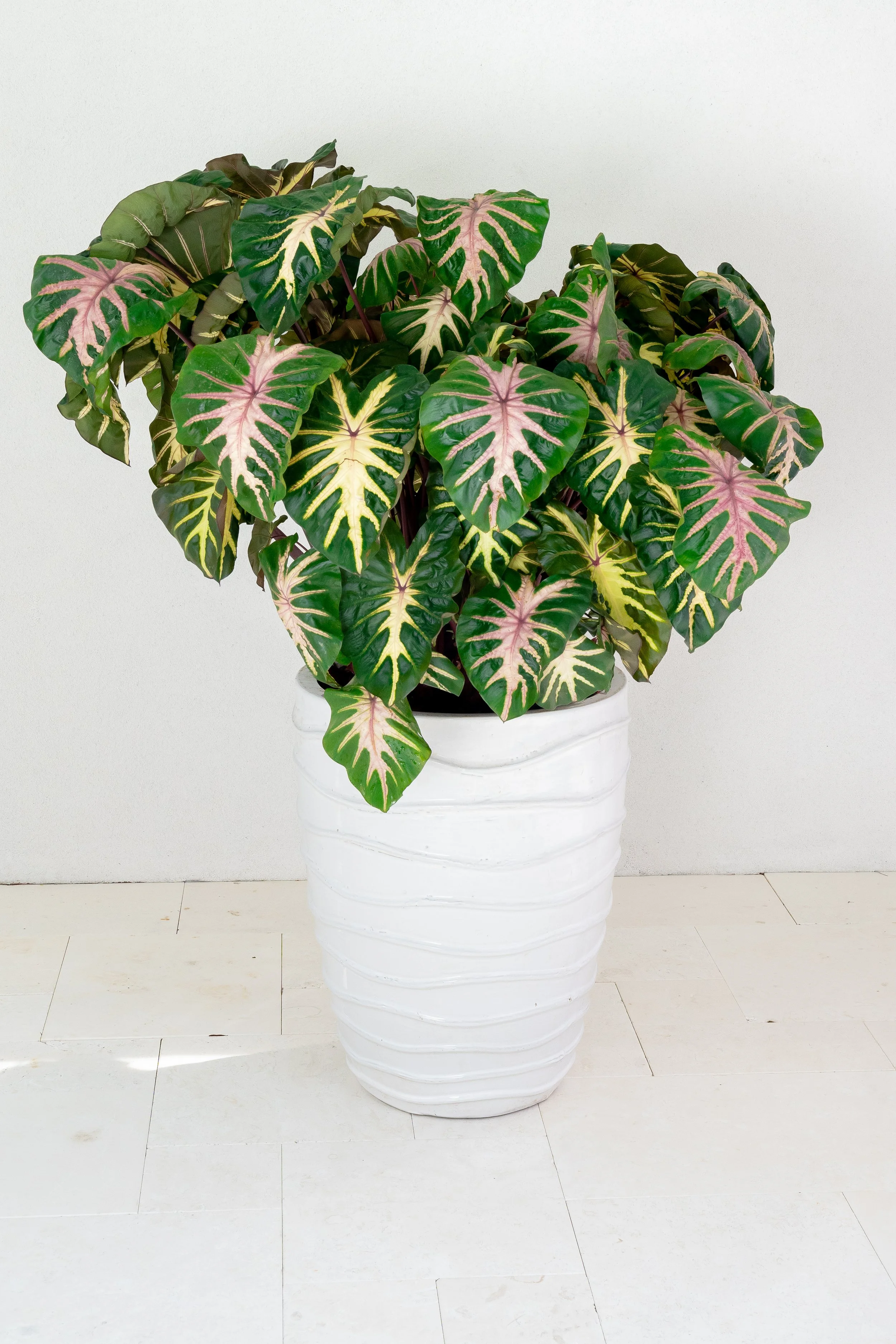 Colocasia Royal Hawaiian Waikiki.jpg