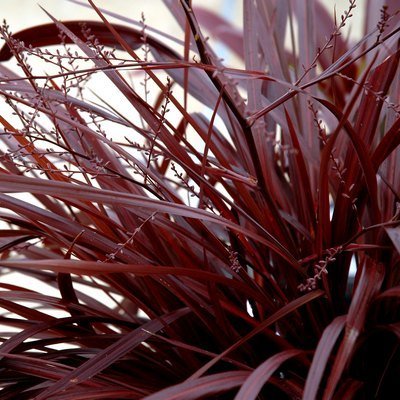 Cordyline Festival Burgundy Close Up.jpg