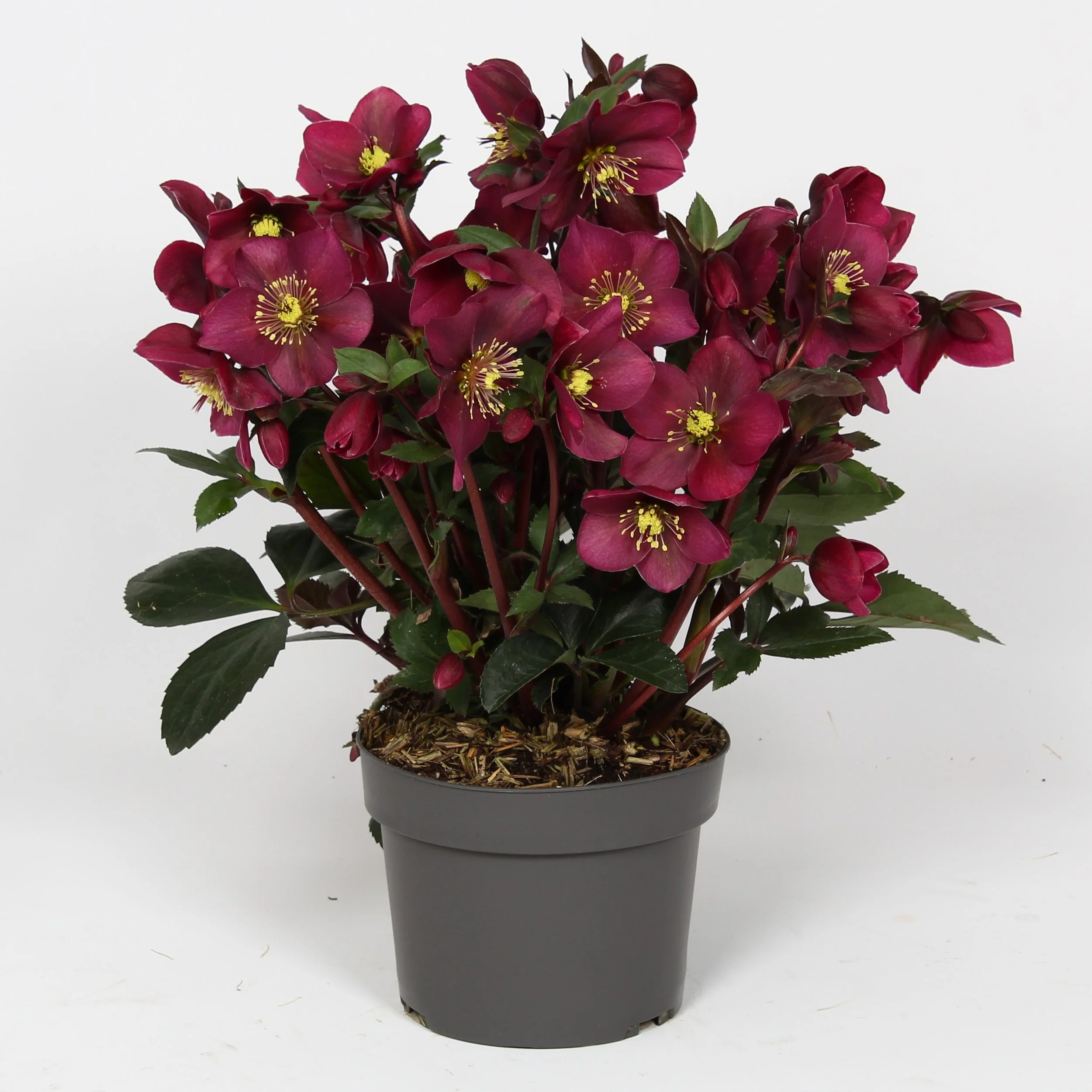 Helleborus Winter Sparkle Red Pot.jpg