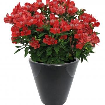 Inca Pepper (1).jpg