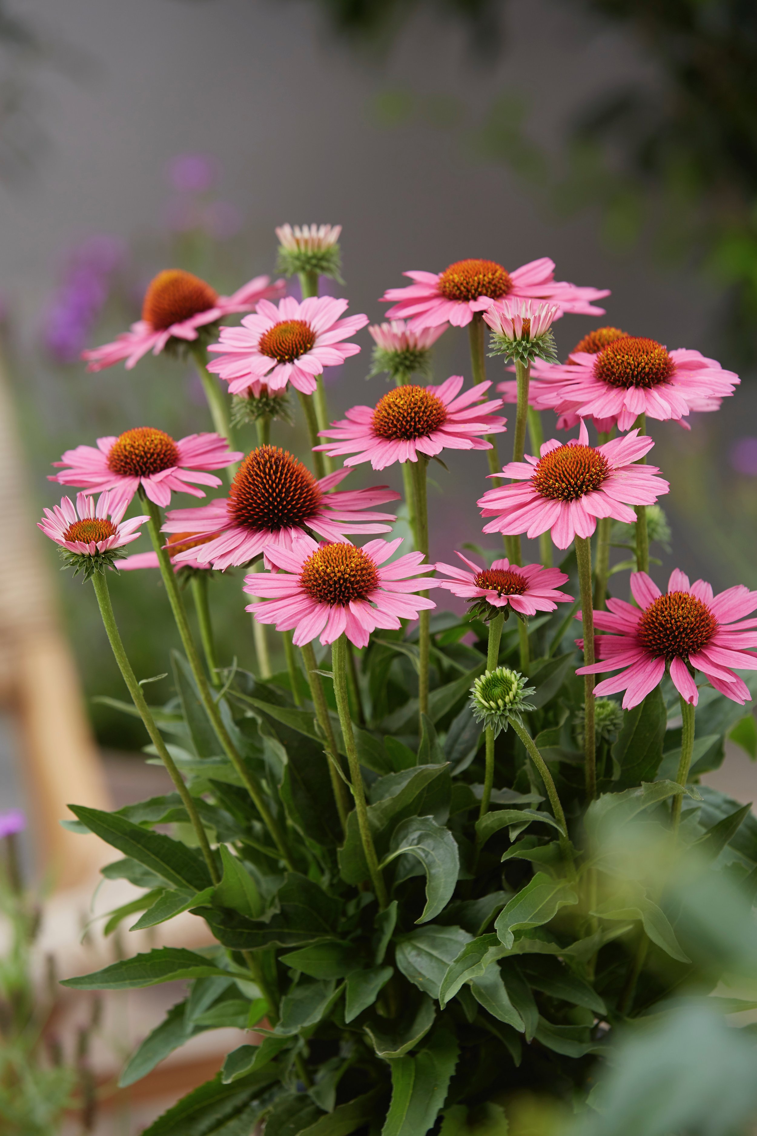 Echinacea SunSeekers Pink impr. close up.jpg