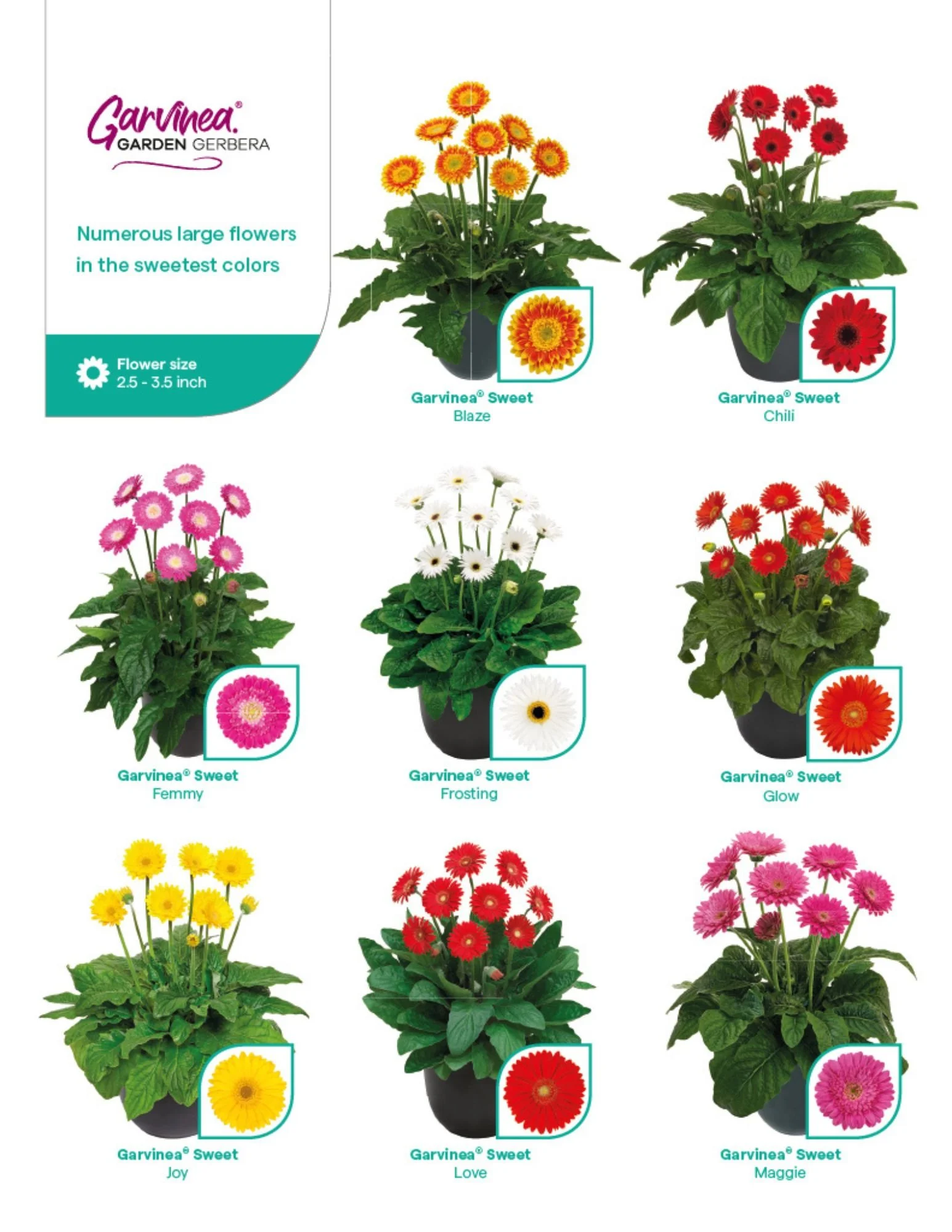 GTH Garvinea Garden Gerbera 2026-2027 Final page 3.jpg