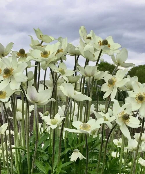 anemone-spring-beauty-white.webp