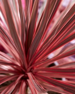 Cordyline Charlie Boy Close Up.jpg