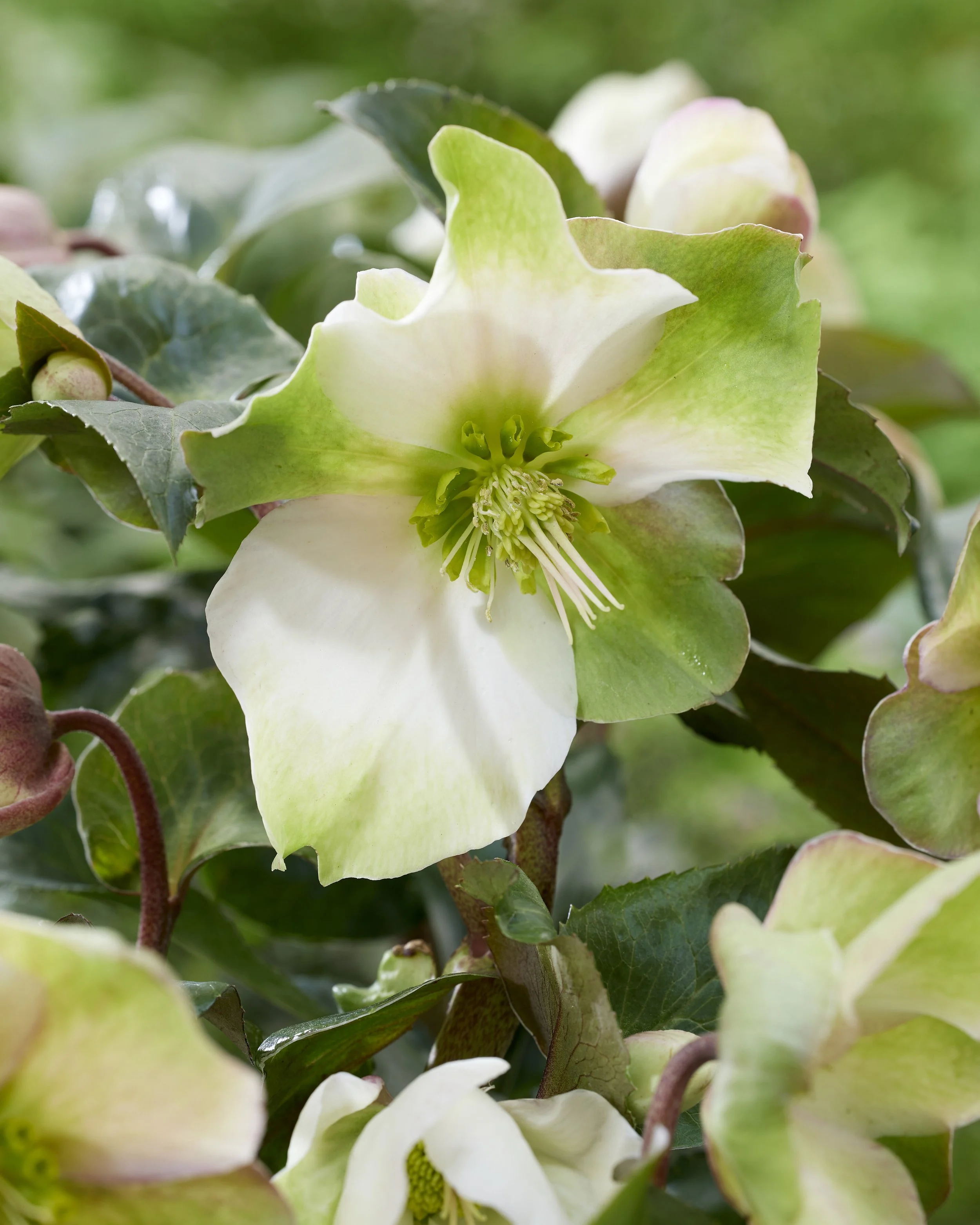 Helleborus Winter Sparkle Early Crème