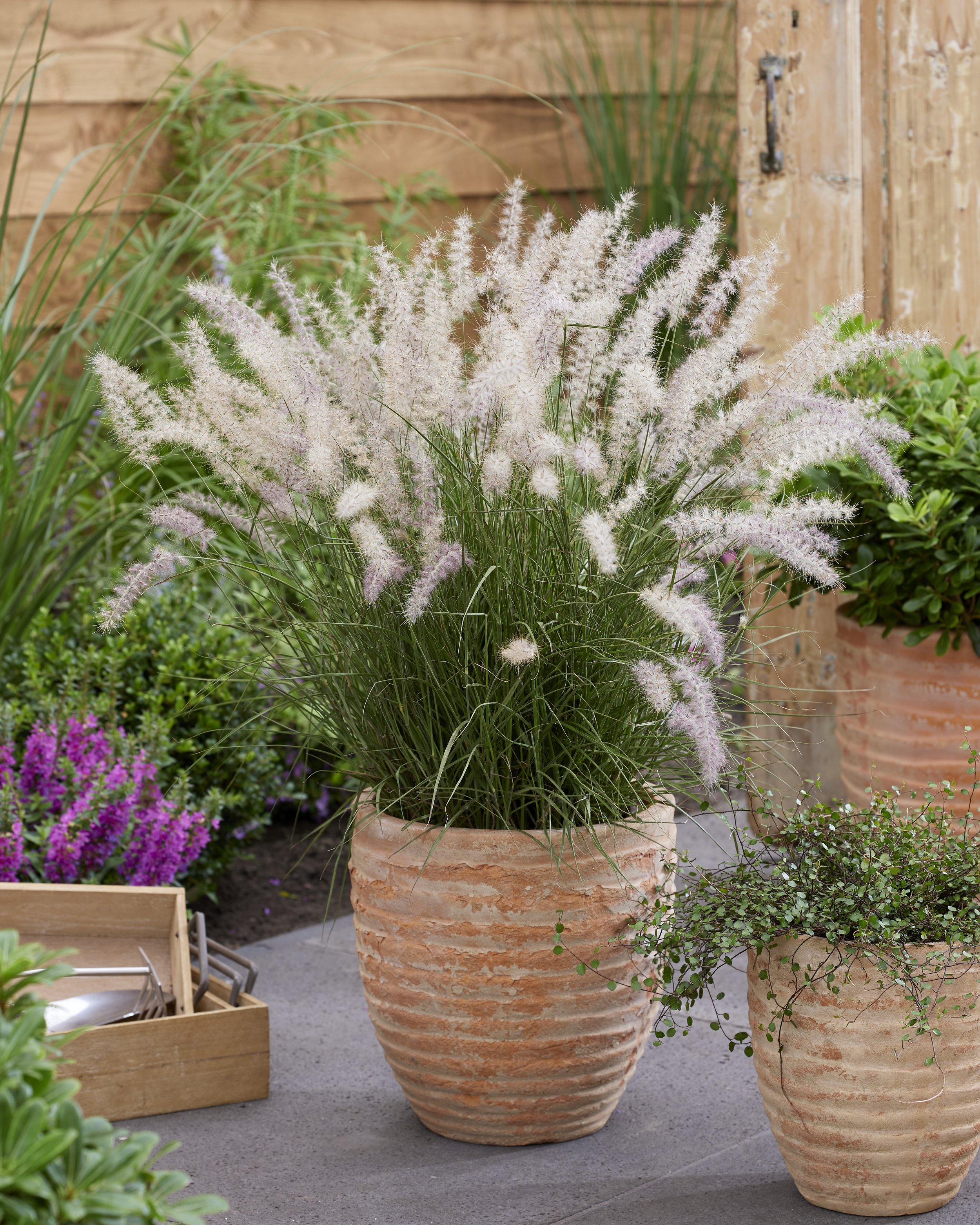 Pennisetum JS Dance With Me