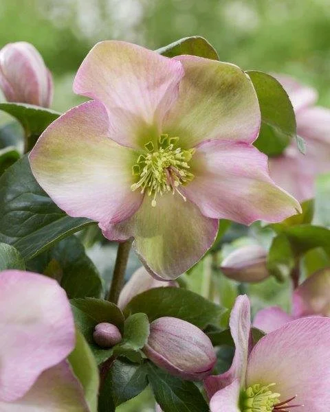 Helleborus Winter Sparkle Early Pink