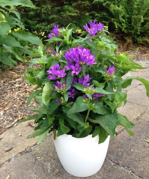 campanula-genti-blue.jpg